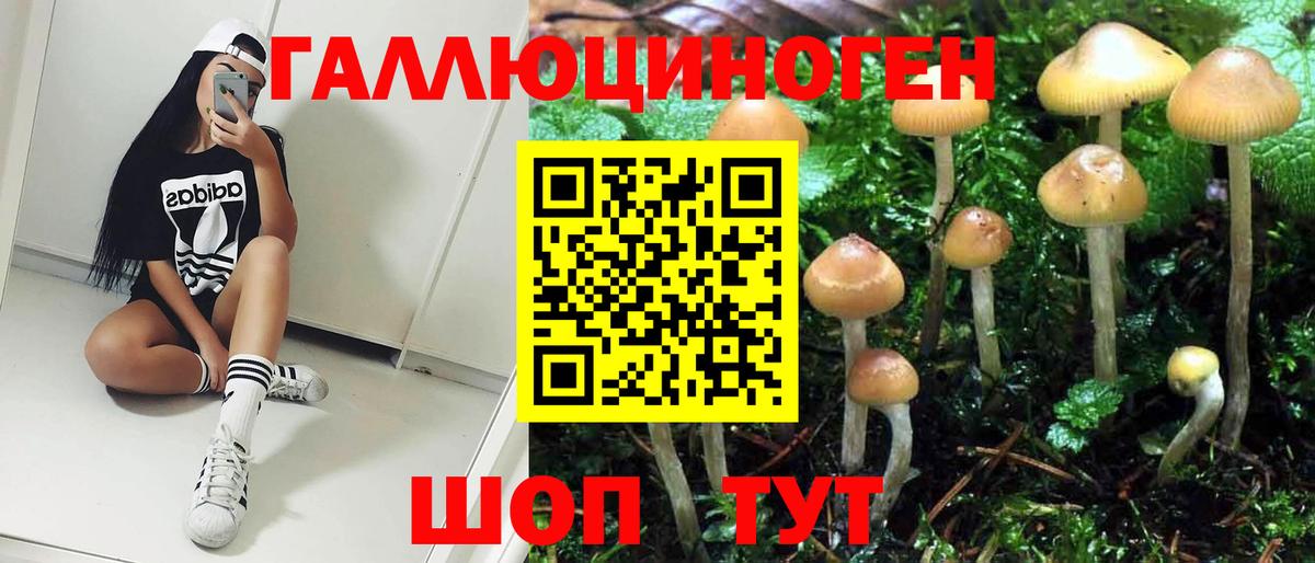 Псилоцибиновые грибы Psilocybine cubensis Сосновый Бор